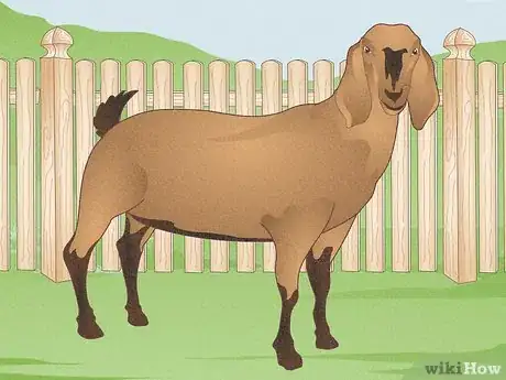 Image intitulée Raise Goats Step 2