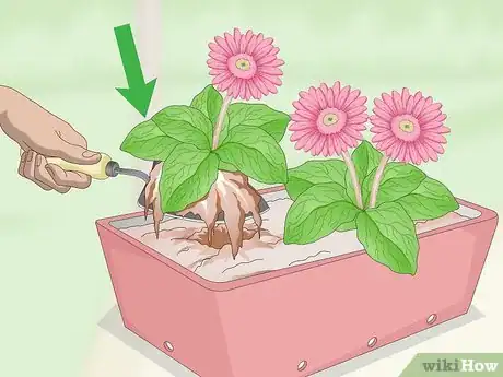 Image intitulée Grow Gerbera Daisies Step 18