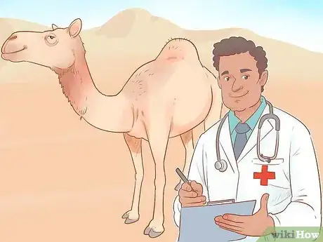 Image intitulée Buy a Camel Step 4