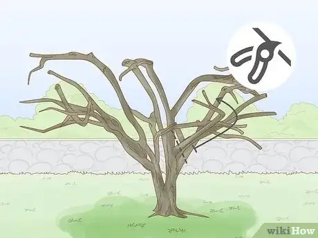 Image intitulée Prune a Crabapple Tree Step 5
