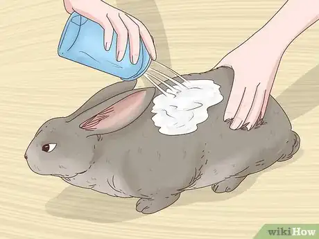 Image intitulée Get Rid of Fleas on Rabbits Step 3