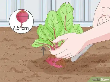 Image intitulée Grow Beetroot Step 10