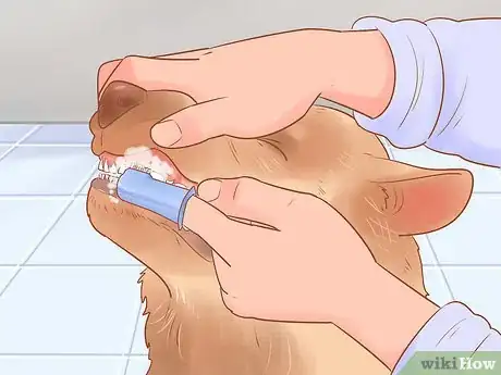 Image intitulée Keep Your Dog's Breath Fresh Step 3