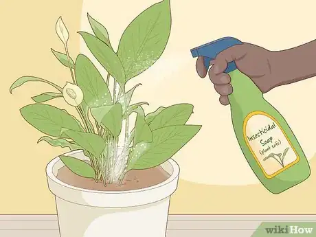 Image intitulée Care for Peace Lilies Step 14