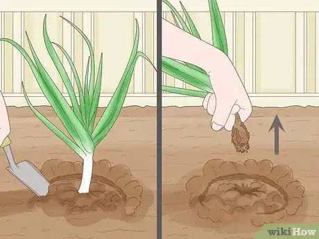 Image intitulée Grow Leeks Step 10