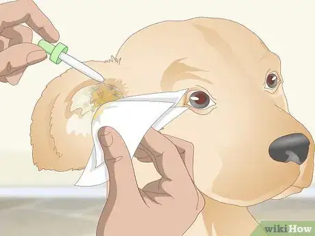 Image intitulée Treat Dog Ear Infections Naturally Step 5