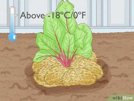 Image intitulée Grow Beetroot Step 11