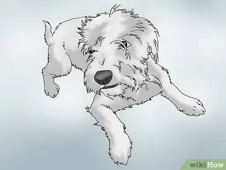 Image intitulée Recognize Signs of Hip Dysplasia in Dogs Step 10