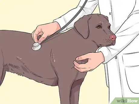 Image intitulée Breed Labradors Step 2