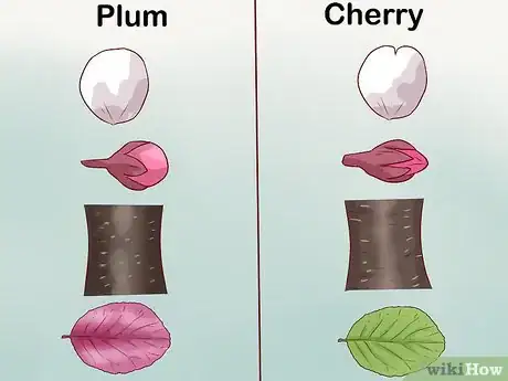 Image intitulée Identify Cherry Trees Step 12