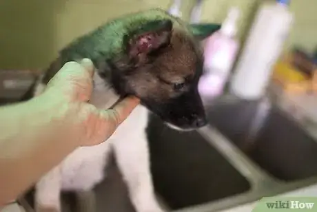 Image intitulée Bathe a Puppy for the First Time Step 4