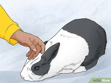 Image intitulée Stop a Rabbit's Biting Habit Step 9