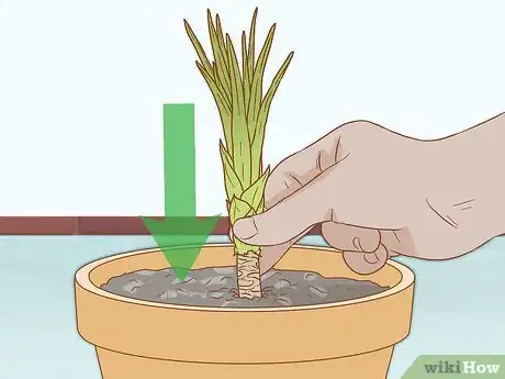 Image intitulée Grow Yucca Step 13