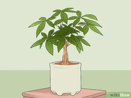 Image intitulée Care for a Money Tree Step 1