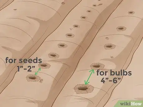 Image intitulée Grow Onions Step 7