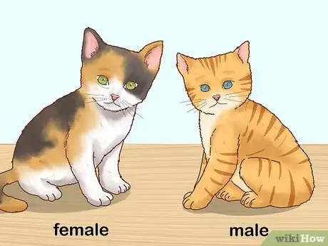 Image intitulée Determine the Sex of a Kitten Step 6