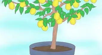 faire pousser un citronnier à partir de graines