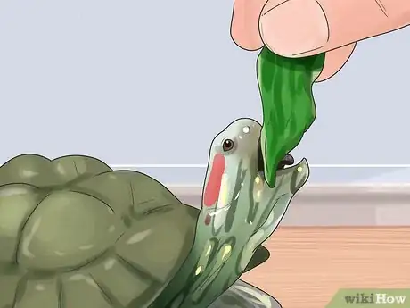Image intitulée Keep Your Turtle Happy Step 5