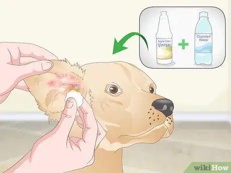 Image intitulée Treat Dog Ear Infections Naturally Step 1