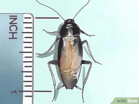 Image intitulée Identify a Cockroach Step 14