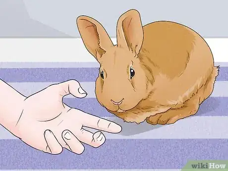 Image intitulée Stop a Rabbit's Biting Habit Step 2