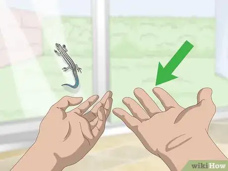 Image intitulée Catch a Blue Tailed Skink Step 1