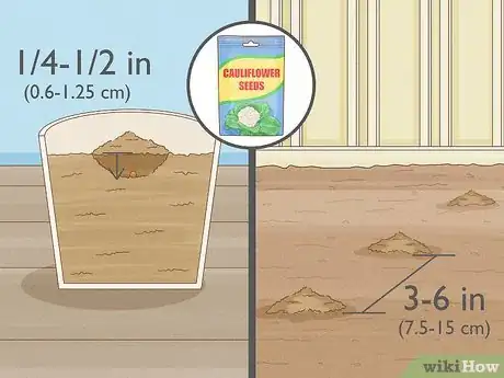 Image intitulée Grow Cauliflower Step 5