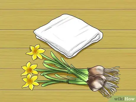 Image intitulée Remove a Wart Using Epsom Salts or Daffodils Step 4