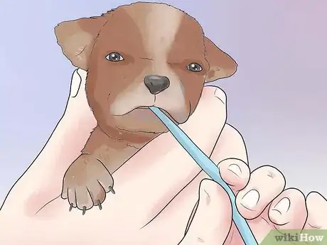 Image intitulée Tube Feed a Puppy Step 10