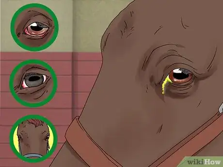 Image intitulée Treat Horse Eye Problems Step 6