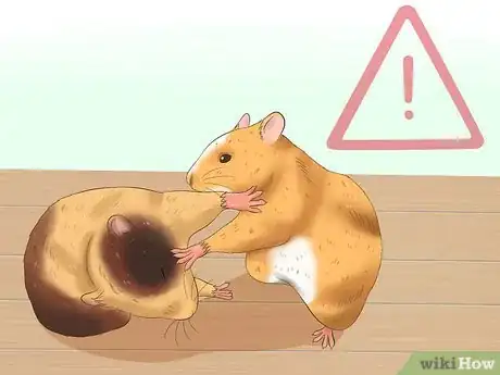 Image intitulée Tame a Hamster Step 14