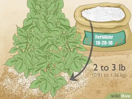 Image intitulée Grow Beans in Cotton Step 13