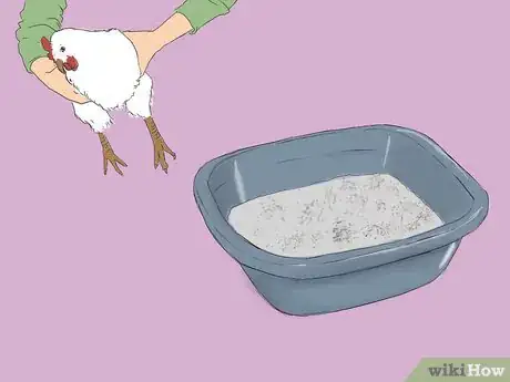 Image intitulée Get Rid of Chicken Mites Step 4