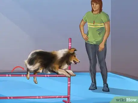 Image intitulée Train an Australian Shepherd Step 12