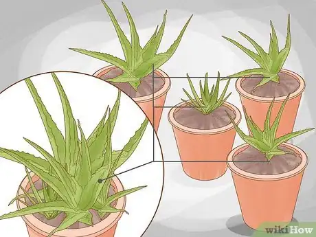 Image intitulée Why Does Your Aloe Plant Not Stand Up Step 9