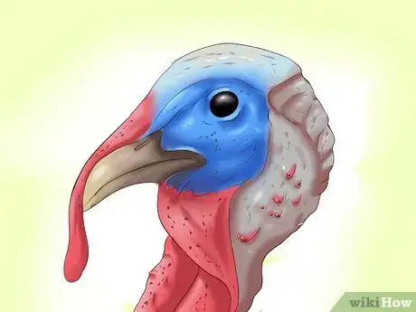 Image intitulée Sex Turkeys Step 3