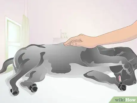 Image intitulée Perform CPR on a Dog Step 9