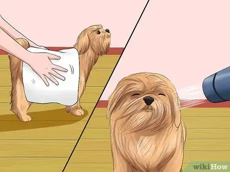 Image intitulée Bathe a Shih Tzu Puppy Step 12