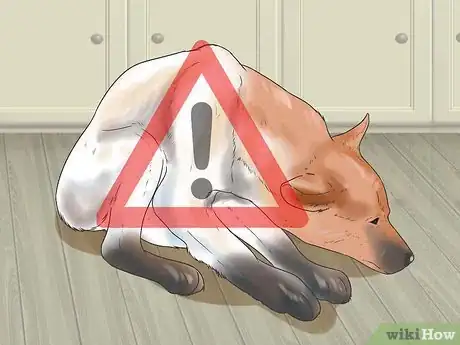 Image intitulée Help a Dog Who Has Canine Epilepsy Step 7