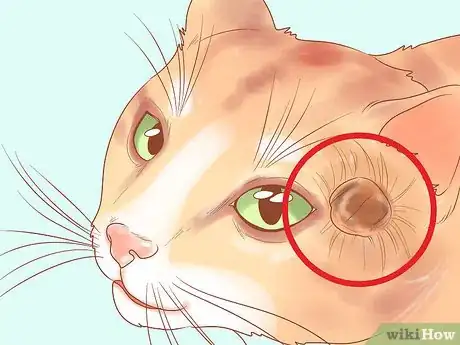 Image intitulée Recognize Skin Cancer in Cats Step 8