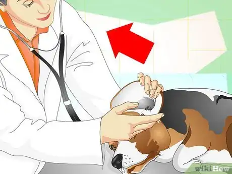 Image intitulée Heal Ear Infections in Dogs Step 9