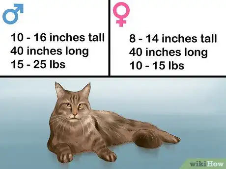 Image intitulée Identify a Maine Coon Step 2