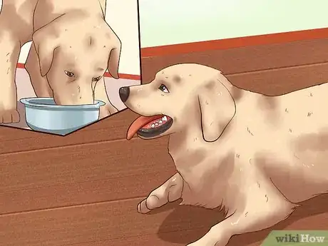 Image intitulée Ease Your Dog's Stomach Problems Step 14