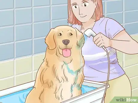 Image intitulée Care for Dogs Step 10