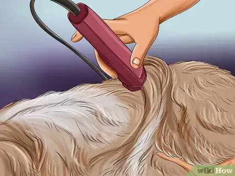 Image intitulée Groom a Goldendoodle Step 10