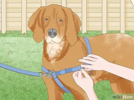 Image intitulée Measure a Dog for a Harness Step 7