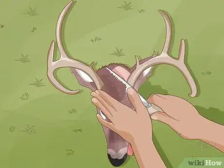 Image intitulée Clean a Deer Skull Step 1