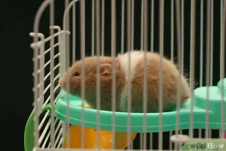 Image intitulée Care for a Hamster Step 2