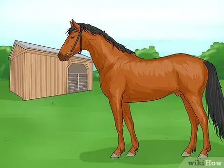 Image intitulée Treat Horse Lice Step 10