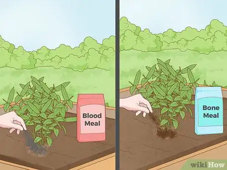 Image intitulée Feed Plants Step 4
